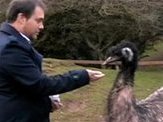 Emu-Lation