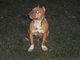 Mean as a pit bull