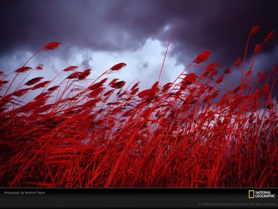 we will walk in fields of red