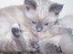 Shadobox's partners in crime, Nimbus and Fraidy Cat