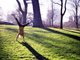 cartwheeling in the park