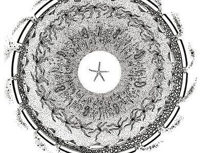 AMOEBA STARFISH photo