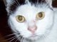Miaw?