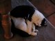 Joey @ a hard day of play