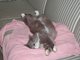 Helena the stretchy sleepy cat
