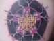 My Tat