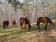 Four of my five horses