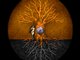 Roots of Time- 2006