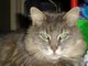 our cat buster boy,,, we miss him so,,, hope god loves mr 'poopers!'