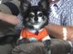 My dog in his shirt.