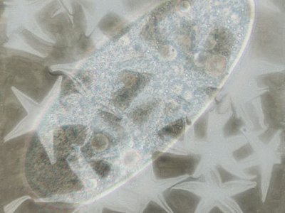 AMOEBA STARFISH photo