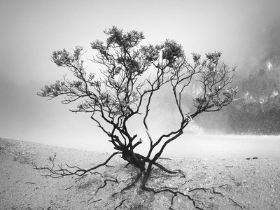 Strategic Silence photo