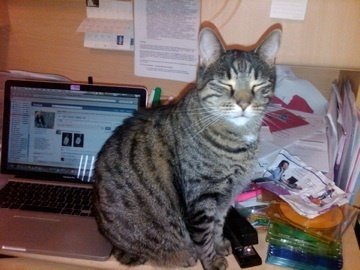 caught my cat stalking my Face  Book page