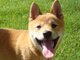 I love Shiba Inus!!!!!