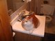My silly cat.