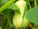 We never planted this squash-grew out of compost!