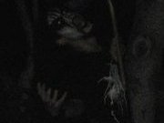 Impaled Martyr photo