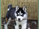 Favorite dog
