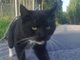 my cat <3
