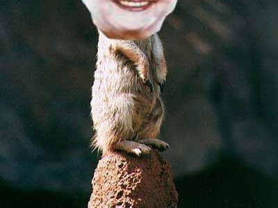 meerkat she wrote
