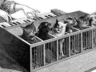 cat piano