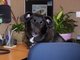 Corporate Dog