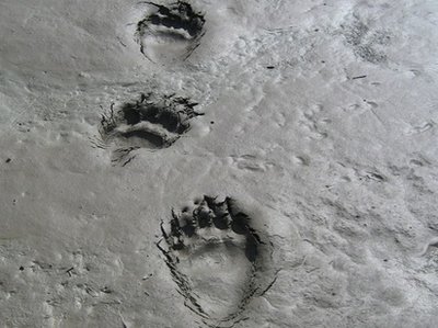 Bare Tracks - Album Cover - 2012