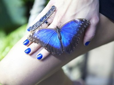 Elevate from the Cute Bee 2 the Beautiful Butterfly This is not a ring its REAL ALIVE & Very Tame