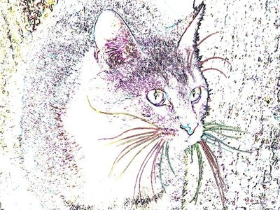 My cat OSHPA...R.I.P. 12/01/26, 16 years old