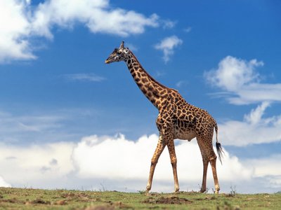 The Giraffe Dodgers photo