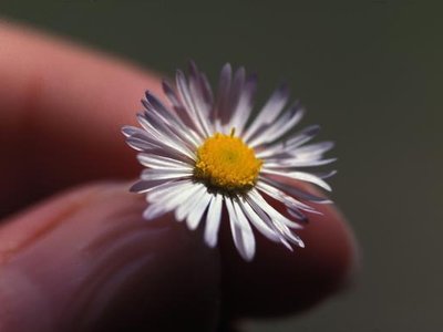 Leah Flower