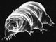 Water Bear