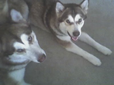 'The Babies' OUR DOGS, KOBA & SHILOH..........
