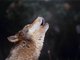 Wolf image