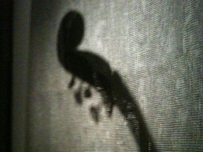 Jeb Harrison photo