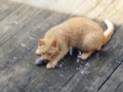 Dogs eat poop, cats eat mice.