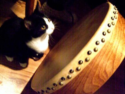 The Cats in the Kitchen photo