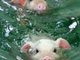 Keep Swimming !