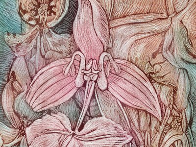 Frames & Orchids