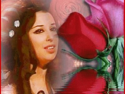 Rose2