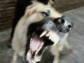 GRRRRRRR WOOF WOOF WOOF !!!!!!!!!!!!