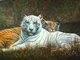 Me kitties