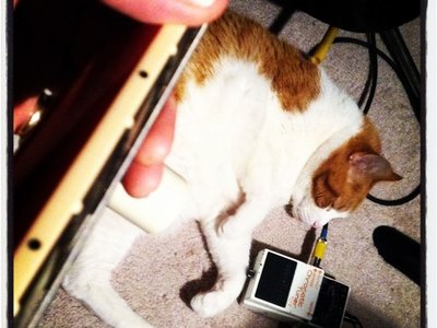Cool cat chillin' in the studio