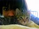 Meow. Bubbles