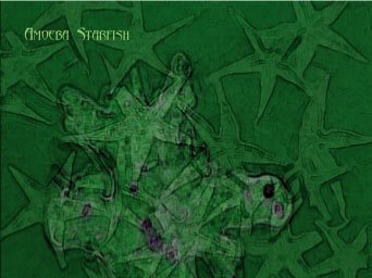 The fully revised and realized Amoeba Starfish debut CD art.