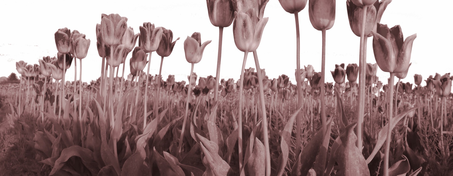 ReverbNation banner for @shoot