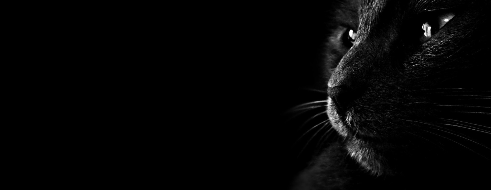 ReverbNation banner for @niCKed