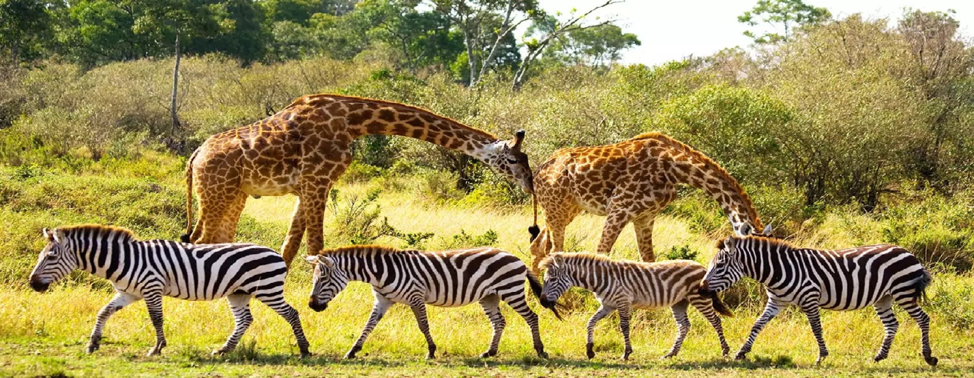ReverbNation banner for @biodiversity