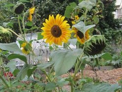 McKinley's Children's Garden