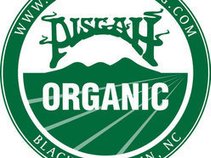Pisgah Brewing Company